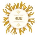 Fucus vesiculosus. Bladderwrack Seaweed, sea plant. realistic. Round badge label template. Royalty Free Stock Photo