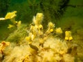 Fucus vesiculosus, known by the common names bladderwrack, black tang, rockweed, bladder fucus, sea oak, cut weed, dyers