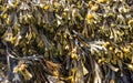 Fucus vesiculosus is a genus of brown algae found on the rocky seashores worldwide