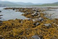 Bladder fucus Fucus vesiculosus. Coast of the Sea of Ã¢â¬â¹Ã¢â¬â¹Okhotsk. Far East, Russia.