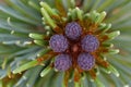 Branch cedar elfin Pinus pumila with cones. Siberia. Royalty Free Stock Photo