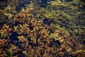 Bladder wrack Fucus Vesicolousus