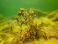 Fucus vesiculosus, known by the common names bladderwrack, black tang, rockweed, bladder fucus, sea oak, cut weed, dyers