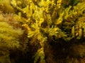 Fucus vesiculosus, known by the common names bladderwrack, black tang, rockweed, bladder fucus, sea oak, cut weed, dyers