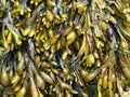 Fucus vesiculosus seaweed Royalty Free Stock Photo