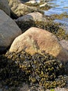 Fucus vesiculosus Fucus vesiculosus on stones at low tide. The shore of the White Sea