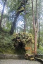 Fudewan ancient tree in Alishan National Park