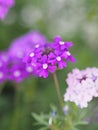 Fuego Dark Violet Verbena purple flowers and excellent heat tolerance genus in the family Verbenaceae semi-woody flowering plants