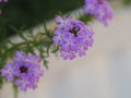 Fuego Dark Violet Verbena purple flowers and excellent heat tolerance genus in the family Verbenaceae semi-woody flowering plants