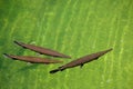 FUENGIROLA, ANDALUCIA/SPAIN - JULY 4 : Florida Gar Lepisosteus Royalty Free Stock Photo