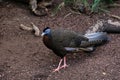 FUENGIROLA, ANDALUCIA/SPAIN - JULY 4 : Great Argus Argusianus a Royalty Free Stock Photo