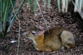 FUENGIROLA, ANDALUCIA/SPAIN - JULY 4 : Java Mouse Deer Tragulus