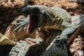 FUENGIROLA, ANDALUCIA/SPAIN - JULY 4 : Monitor Lizard at the Bio Royalty Free Stock Photo