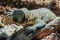 FUENGIROLA, ANDALUCIA/SPAIN - JULY 4 : Monitor Lizard at the Bio Royalty Free Stock Photo