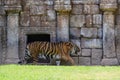 FUENGIROLA, ANDALUCIA/SPAIN - JULY 4 : Sumatran Tiger at the Bio