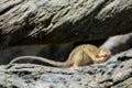 FUENGIROLA, ANDALUCIA/SPAIN - JULY 4 : Talapoin Monkey Miopithe Royalty Free Stock Photo