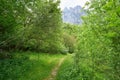 Fuente De mountains forest in Camaleno Cantabria