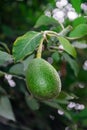 Fuerte avocado persea americana