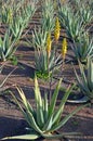 Field of aloe vera