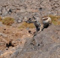 Fuerteventura barbary ground squirrel 1 Royalty Free Stock Photo