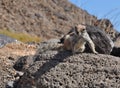 Fuerteventura barbary ground squirrel 3 Royalty Free Stock Photo