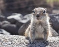 Fuerteventura barbary ground squirrel 4 Royalty Free Stock Photo