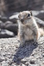 Fuerteventura barbary ground squirrel 6 Royalty Free Stock Photo