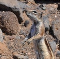 Fuerteventura barbary ground squirrel 7 Royalty Free Stock Photo