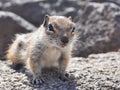 Fuerteventura barbary ground squirrel 8 Royalty Free Stock Photo