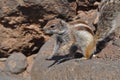 Fuerteventura barbary ground squirrel 9 Royalty Free Stock Photo