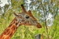 Close-up of a giraffe in front of green trees Royalty Free Stock Photo