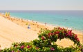Fuerteventura. Flowers and Morro Jable beach Royalty Free Stock Photo