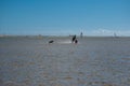 Fuerteventura, kite-surfer and dog