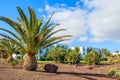 LAS PLAYITAS, FUERTEVENTURA - FEB 4, 2014: tropical garden in luxury hotel in Las Playitas village, Canary Islands, Spain. Canary