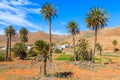 Palm trees on volcanic field with view of mountains near Betancuria village, Fuerteventura, Canary Islands, Spain Royalty Free Stock Photo