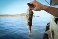 Fugu fish