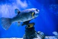 Fugu fish as nature underwater sea life