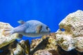 Fugu fish as nature underwater sea life