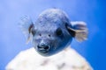 Fugu fish as nature underwater sea life