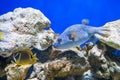 Fugu fish as nature underwater sea life