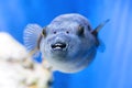 Fugu fish as nature underwater sea life