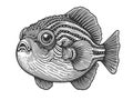 Fugu fish engraving sketch raster illustration