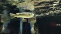 Fugu Fish in a Local Zoo