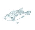 The fugu fish. Open paths. Editable stroke. Custom line thickness.