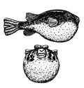Fugu fish. Takifugu rubripes. Japanese puffer. Front view and side view. Sketch illustration isolated on white