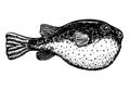 Fugu fish. Takifugu rubripes. Japanese puffer. side view. Sketch illustration isolated on white background