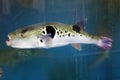 Fugu in a Fishtank Royalty Free Stock Photo