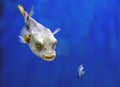 Fugu fish, Puffer fish