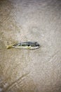 Fugu puffer fish trapped in intertidal zone