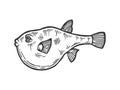 Fugu toxic fish sketch engraving vector